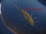 larve-libellule-DSC00665.jpg