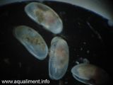 ostracodes-groupe-DSC08186.jpg