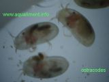 ostracodes_DSC08161.jpg