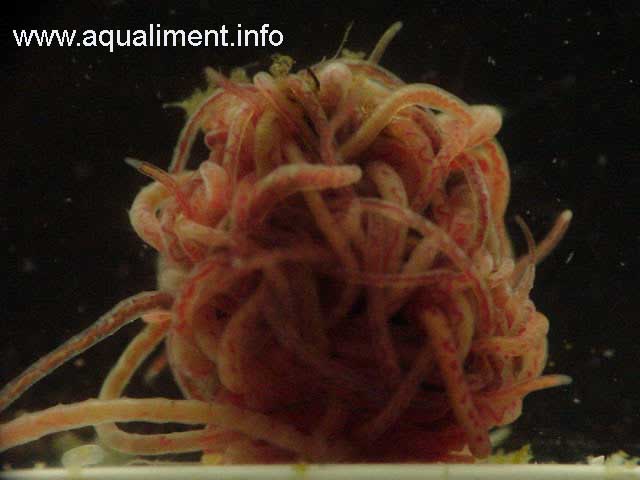 tubifex en boule
Tubifex regroupés en forme de boule. En élevage dans un aquarium, vous pouvez utiliser des rondelles de courgettes pour les nourrir . 

Photographe:marc
Mots-clés: nourrriture tubifex boule ver zooplancton rouge vers élevage aquarium reproduction alimentation poissons