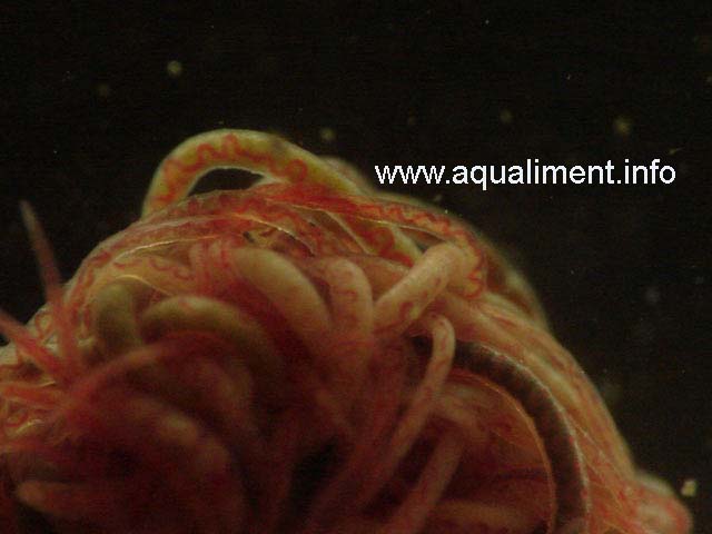 boule de Tubifex en gros plan
Tubifex en boule et en gros plan, ils peuvent s'enrouler sur eux-même en l'absence de substrat. 

Photographie prise par marc 
Mots-clés: tubifex reproduction ver rouge vers nourrriture élevage alimentation zooplancton poissons aquarium