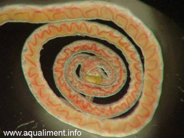 Tubifex en spirale
Tubifex enroulé en forme de spirale, on aperçoit en utilisant une loupe un vaisseau rouge qui serpente sur toute la longueur du ver, c'est le moyen de le différencier du vers aquatique. 

Photo: marc
Mots-clés: tubifex ver rouge spirale vers élevage reproduction alimentation zooplancton nourrriture poissons aquarium