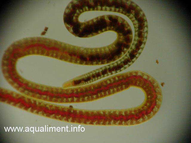 ver lumbriculus variegatus
Ver aquatique en vue rapprochée. Contrairement aux tubifex le vaisseau rouge noir ne serpente pas sur la longueur du ver et on distingue des anneaux sur le corps. 

Photographe: marc
Mots-clés: vers aquatique ver rouge lumbriculus variegatus élevage reproduction nourriture poissons