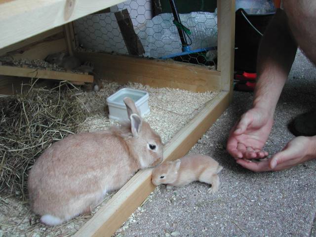 maman et bébé lapin
Caramelle surveille son bébé, 18 jours après la naissance
