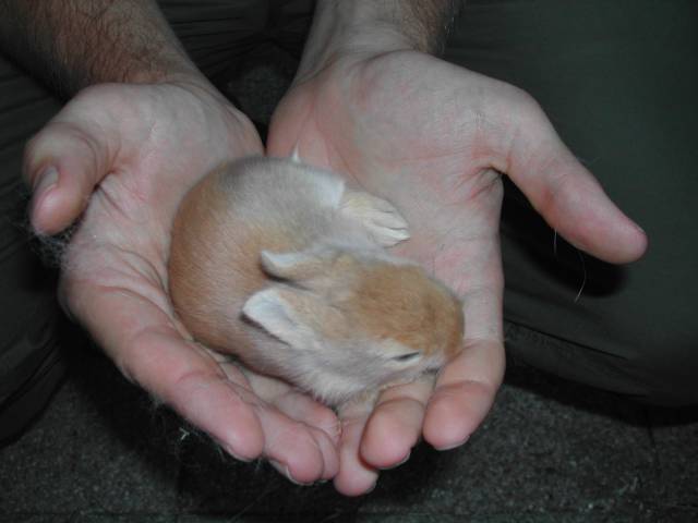 bébé lapin dans les mains
voici un lapereau de 18 jours
