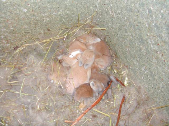 second nid lapins
second nid au 040707
