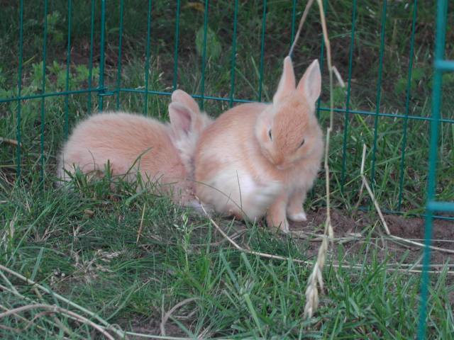 bébés lapin plus âgé
27 jours de vie et nous nous nettoyons dans l'herbe...
