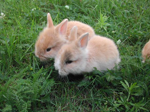 bébés lapins dans le gazon
Ne sommes-nous pas trognons,   4 semaines ?

Photographie prise par puce67
