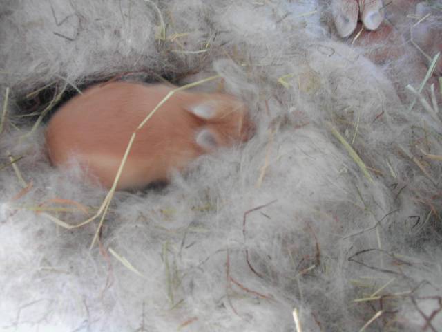 un bébé lapin dans son clapier
lapereaux   12 jours
