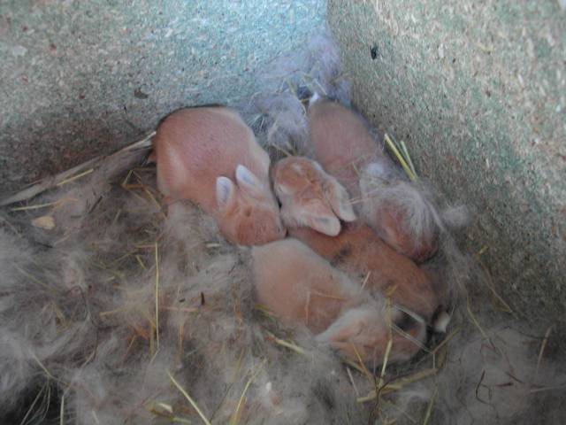 4 bébés lapin, photo 2
Bébés lapins 12 jours.

Photo prise par puce67
