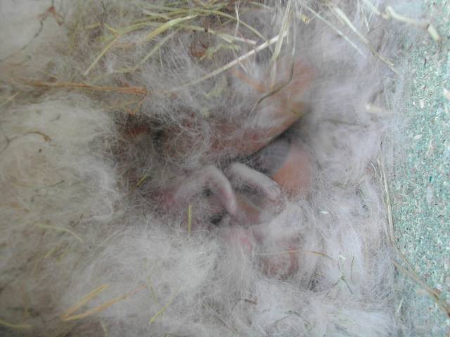 bébés lapins dans le nid
