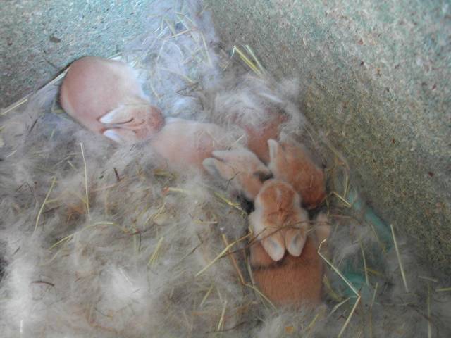 4 bébés lapin
Lapereaux de 12 jours, il ont bien grandit

Photo prise par puce67
