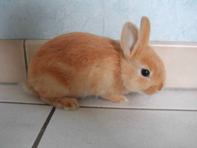 mirabelle le 25/06/07
voici Mirabelle, le seul lapin de la portée avec des poils courts.
