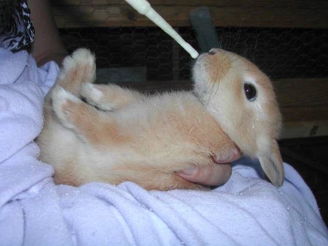 bébé lapin sur le dos se nourrissant   la pipette
mirabelle bien concentrée sur la pipette, 6 semaines
