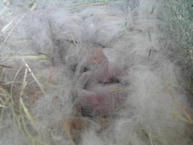 bébés lapin dans leur nid douillé !
nids de lapereaux   6 jours
Mots-clés: nid bebe