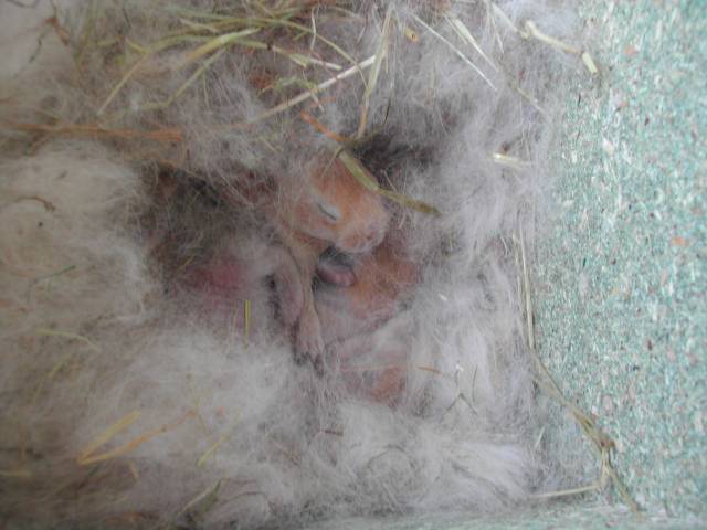 bébés lapin
nid bébé lapin 6 jours, on aperçoit la tête d'un lapereau.

Photo prise par puce67
