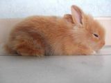 puce_junior250607.JPG