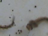 Nom du fichier=culex-pipien-larve-moustique.jpg
Taille du fichier=15Ko
Dimensions : 597x213
Ajouté le : 23 Avril 2007 culex-pipien-larve-moustique.jpg