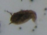 Nom du fichier=pupe-de-moustique.jpg
Taille du fichier=4Ko
Dimensions : 184x153
Ajouté le : 23 Avril 2007 pupe-de-moustique.jpg